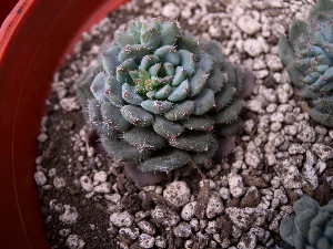  (Echeveria setosa var. deminuta - GE02400)  @11 [ ] Copyright (2010) Unspecified Unspecified