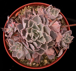  (Echeveria shaviana - GE02402)  @11 [ ] Copyright (2010) Unspecified Unspecified