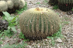  (Echinocactus grusonii - GE02262.6)  @11 [ ] Copyright  Salvador Arias Unspecified