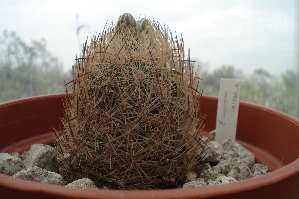  (Echinomastus unguispinus subsp durangensis - GE02458)  @11 [ ] Copyright  Salvador Arias Unspecified