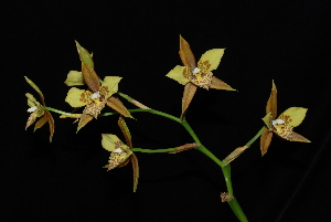  (Rhynchostele maculata - GE02151)  @11 [ ] Copyright  Gerardo Salazar, 2010 Unspecified