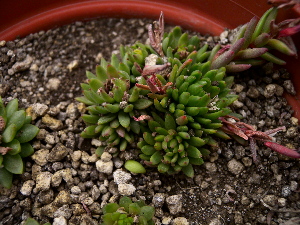  (Graptopetalum saxifragoides - GE02396)  @11 [ ] Copyright (2010) Unspecified Unspecified