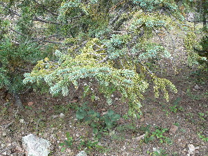  (Picea chihuahuana - GE02414)  @13 [ ] Copyright  David Gernandt Unspecified