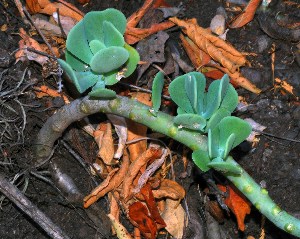  (Sedum platyphyllum - GE02323.7)  @11 [ ] Copyright (2009) Unspecified Unspecified