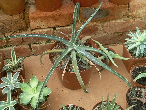  (Aloe anivoranoensis - BHD473)  @11 [ ] No Rights Reserved  Unspecified Unspecified