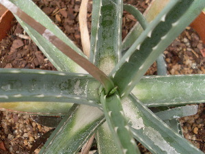  (Aloe anivoranoensis - BHD473)  @11 [ ] No Rights Reserved  Unspecified Unspecified