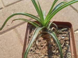  (Aloe thompsoniae - BHD480)  @11 [ ] No Rights Reserved  Unspecified Unspecified