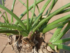  (Aloe craibii - BHD483)  @11 [ ] No Rights Reserved  Unspecified Unspecified