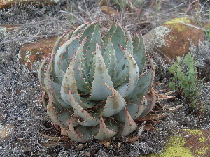  (Aloe peglerae - BHD505)  @11 [ ] No Rights Reserved  Unspecified Unspecified