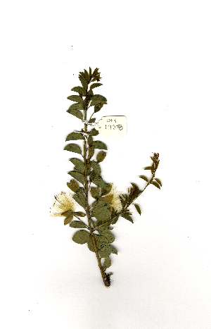  (Maerua decumbens - OM1928)  @11 [ ] No Rights Reserved  Unspecified Unspecified