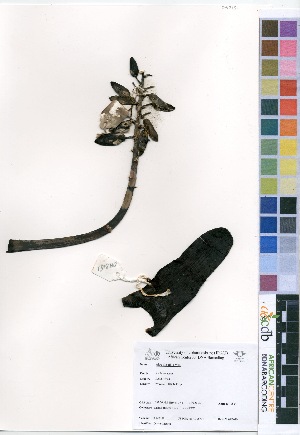  ( - OM3151)  @11 [ ] No Rights Reserved  Unspecified Unspecified