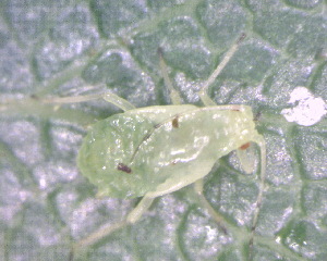  ( - BIOUG07984-F07)  @12 [ ] CreativeCommons - Attribution (2011) M. Alex Smith Centre for Biodiversity Genomics