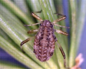  ( - BIOUG07985-B12)  @12 [ ] CreativeCommons - Attribution (2011) M. Alex Smith Centre for Biodiversity Genomics