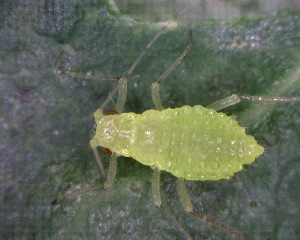  ( - BIOUG07986-B10)  @12 [ ] CreativeCommons - Attribution (2011) M. Alex Smith Centre for Biodiversity Genomics