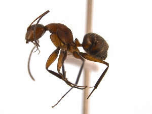  (Camponotus integellus - 08COSTA-1053)  @15 [ ] Unspecified (default): All Rights Reserved  Unspecified Unspecified