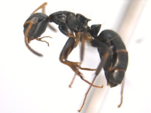  (Camponotus sanctaefidei - 10COSTA-0442)  @13 [ ] Unspecified (default): All Rights Reserved  Unspecified Unspecified