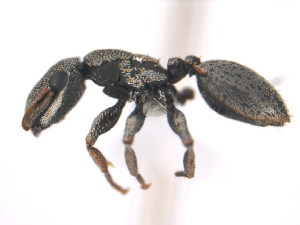  (Cephalotes MAS007 - 10COSTA-0495)  @15 [ ] Unspecified (default): All Rights Reserved  Unspecified Unspecified