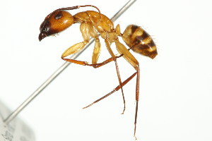  (Camponotus conspicuus - 10COSTA-0880)  @15 [ ] Unspecified (default): All Rights Reserved  Unspecified Unspecified