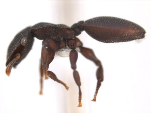  (Cephalotes MAS001 - 10COSTA-1017)  @14 [ ] Unspecified (default): All Rights Reserved  Unspecified Unspecified