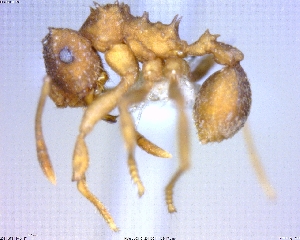  (Mycocepurus smithii - BIOUG00809-D08)  @13 [ ] CreativeCommons - Attribution (2011) M. Alex Smith Centre for Biodiversity Genomics