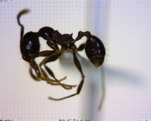  ( - BIOUG01154-F07)  @13 [ ] CreativeCommons - Attribution (2011) M. Alex Smith Centre for Biodiversity Genomics