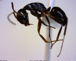  (Camponotus MAS021 - BIOUG01264-G04)  @14 [ ] CreativeCommons - Attribution (2011) M. Alex Smith Centre for Biodiversity Genomics