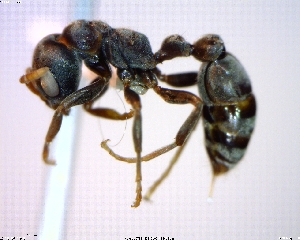  (Pseudomyrmex flavicornis-c - 11-SRNP-13251)  @14 [ ] CreativeCommons - Attribution (2011) M. Alex Smith Centre for Biodiversity Genomics