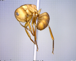  (Camponotus rectangularis - BIOUG01062-G10)  @15 [ ] CreativeCommons - Attribution (2011) M. Alex Smith Centre for Biodiversity Genomics