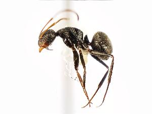  (Camponotus planatus - MAS024-08c)  @15 [ ] CreativeCommons - Attribution (2008) CBG Photography Group Centre for Biodiversity Genomics