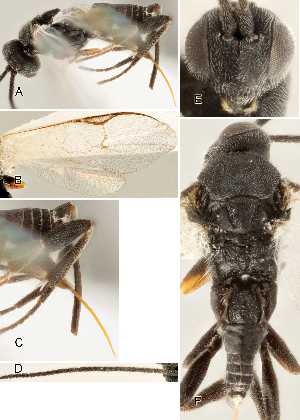  ( - DHJPAR0045190)  @12 [ ] CreativeCommons  Attribution Non-Commercial Share-Alike (2018) Jose Fernandez-Triana Canadian National Collection of Insects, Arachnids and Nematodes