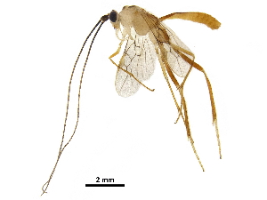  (Macrocentrus grettelvegae - DHJPAR0045377)  @13 [ ] CreativeCommons - Attribution (2018) CBG Photography Group Centre for Biodiversity Genomics
