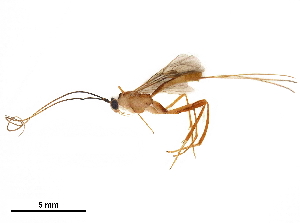  ( - DHJPAR0045380)  @13 [ ] CreativeCommons - Attribution (2018) CBG Photography Group Centre for Biodiversity Genomics
