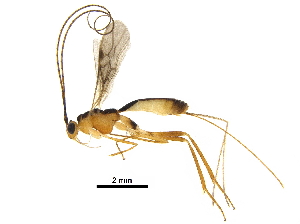  (Macrocentrus hiroshikidonoi - DHJPAR0045381)  @14 [ ] CreativeCommons - Attribution (2018) CBG Photography Group Centre for Biodiversity Genomics