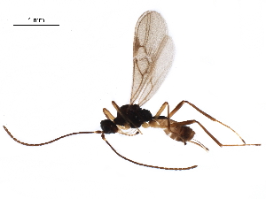  ( - DHJPAR0045979)  @12 [ ] CreativeCommons - Attribution (2018) CBG Photography Group Centre for Biodiversity Genomics