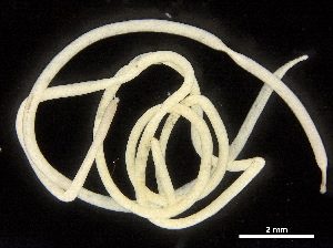  (nematodeJanzen01 Janzen1915 - DHJPAR0046192)  @11 [ ] CreativeCommons - Attribution (2019) CBG Photography Group Centre for Biodiversity Genomics