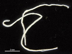  (nematodeJanzen01 Janzen01 - DHJPAR0046217)  @11 [ ] CreativeCommons - Attribution (2019) CBG Photography Group Centre for Biodiversity Genomics