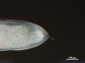  (nematodeJanzen01 Janzen01 - DHJPAR0046217)  @11 [ ] CreativeCommons - Attribution (2019) CBG Photography Group Centre for Biodiversity Genomics