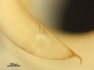  ( - DHJPAR0046245)  @11 [ ] CreativeCommons - Attribution (2019) CBG Photography Group Centre for Biodiversity Genomics