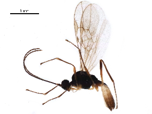  ( - DHJPAR0047300)  @12 [ ] CreativeCommons - Attribution (2018) CBG Photography Group Centre for Biodiversity Genomics
