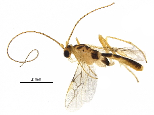  (Macrocentrus iangauldi - DHJPAR0048274)  @14 [ ] CreativeCommons - Attribution (2018) CBG Photography Group Centre for Biodiversity Genomics