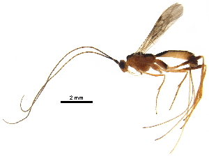 (Macrocentrus harisridhari - DHJPAR0051314)  @13 [ ] CreativeCommons - Attribution (2018) CBG Photography Group Centre for Biodiversity Genomics