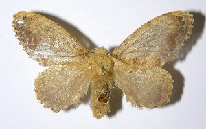  ( - 05-SRNP-6989)  @14 [ ] CreativeCommons - Attribution Non-Commercial Share-Alike (2013) Daniel H. Janzen Guanacaste Dry Forest Conservation Fund