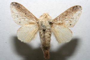  ( - 08-SRNP-107061)  @13 [ ] CreativeCommons - Attribution Non-Commercial Share-Alike (2013) Daniel H. Janzen Guanacaste Dry Forest Conservation Fund