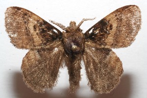  ( - 09-SRNP-100286)  @14 [ ] CreativeCommons - Attribution Non-Commercial Share-Alike (2013) Daniel H. Janzen Guanacaste Dry Forest Conservation Fund