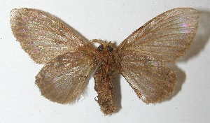  ( - 10-SRNP-22254)  @14 [ ] CreativeCommons - Attribution Non-Commercial Share-Alike (2013) Daniel H. Janzen Guanacaste Dry Forest Conservation Fund