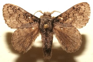  ( - 11-SRNP-103079)  @11 [ ] CreativeCommons - Attribution Non-Commercial Share-Alike (2012) Daniel H. Janzen Guanacaste Dry Forest Conservation Fund