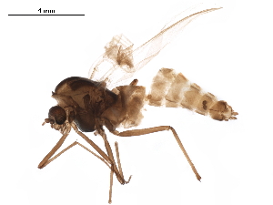  ( - CHARS00074-E04)  @12 [ ] CreativeCommons - Attribution (2019) CBG Photography Group Centre for Biodiversity Genomics