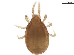  ( - CHARS00094-C12)  @11 [ ] CreativeCommons - Attribution (2019) CBG Photography Group Centre for Biodiversity Genomics