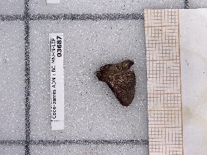  ( - BC-MNHN-LEP-03682)  @11 [ ] rodolphe.rougerie@mnhn.fr (2023) Rodolphe Rougerie Museum National d'histoire Naturelle