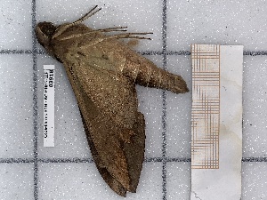  ( - BC-MNHN-LEP-03918)  @11 [ ] rodolphe.rougerie@mnhn.fr (2023) Rodolphe Rougerie Museum National d'histoire Naturelle